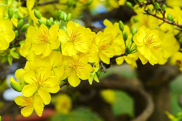 Những bài thơ hay về hoa mai vàng rực rỡ
