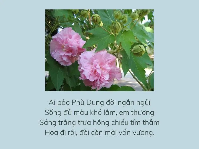 Top 15+ bài thơ về hoa phù dung hay và ý nghĩa nhất 2