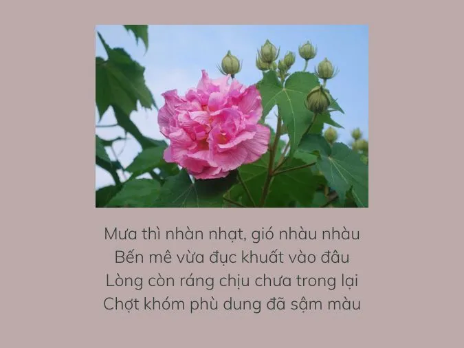 Top 15+ bài thơ về hoa phù dung hay và ý nghĩa nhất 3