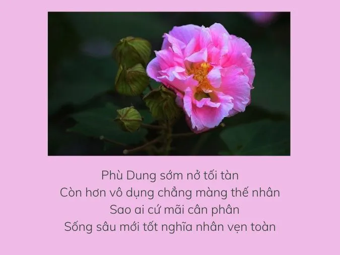 22 bài thơ về hoa phù dung ngắn gọn và ý nghĩa nhất