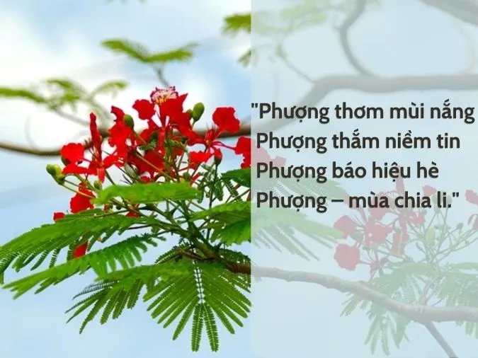 Top 15 bài thơ về hoa phượng tuyển chọn ấn tượng 2