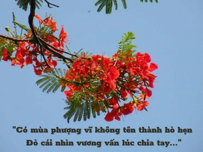 Top 15 bài thơ về hoa phượng tuyển chọn ấn tượng 3