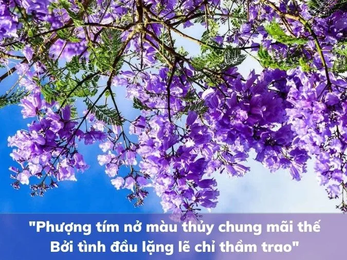Top 15 bài thơ về hoa phượng tuyển chọn ấn tượng 5