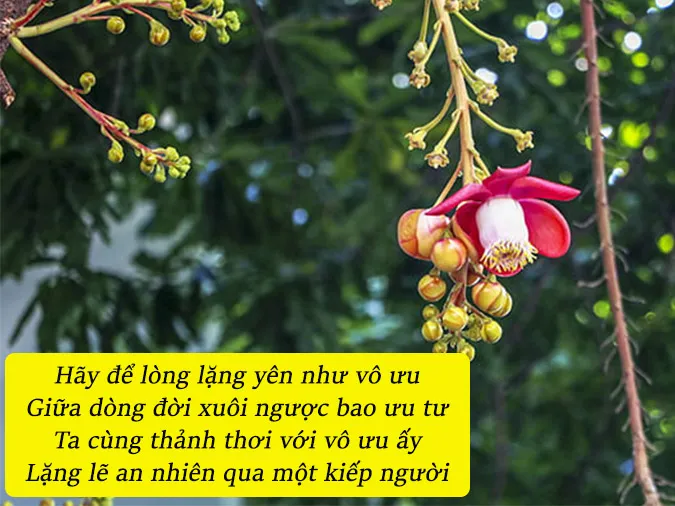 tho-ve-hoa-sala-voh-1