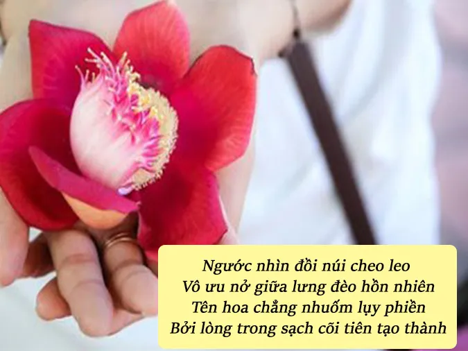 tho-ve-hoa-sala-voh-2