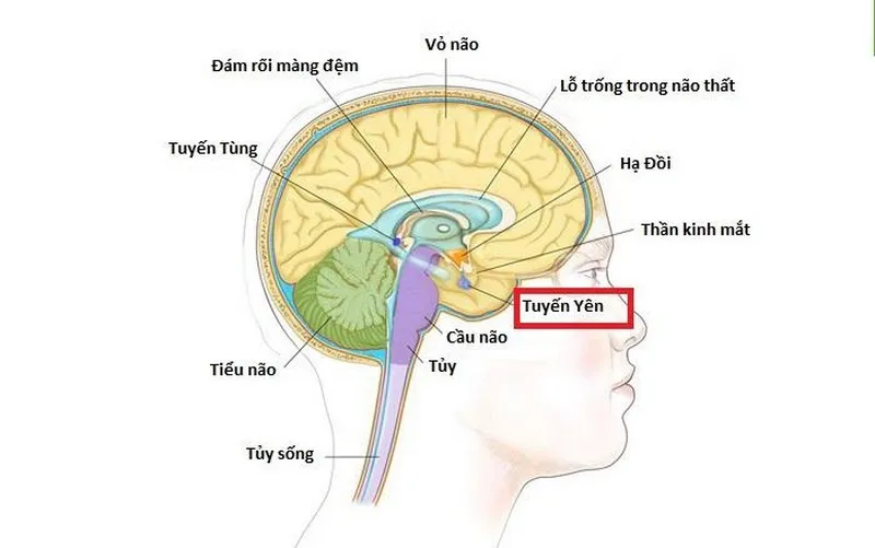 Bệnh lùn tuyến yên là gì? Dấu hiệu, nguyên nhân, chẩn đoán, cách điều trị và phòng bệnh