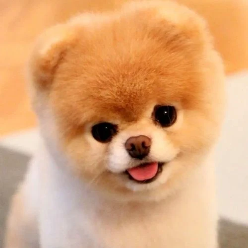 Avatar chó cute