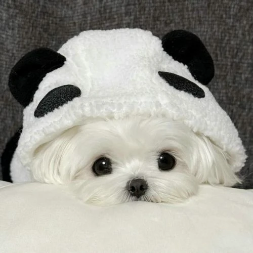 Avatar chó cute, dễ thương