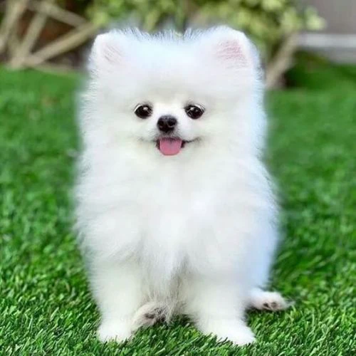 Avatar cún dể thương nhất