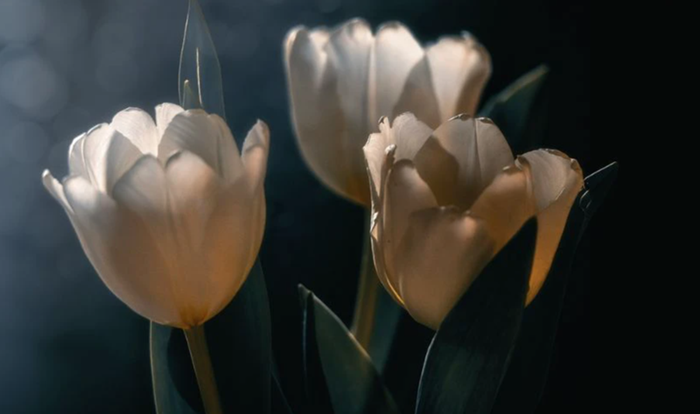 anh nen hoa tulip buon dep nhat
