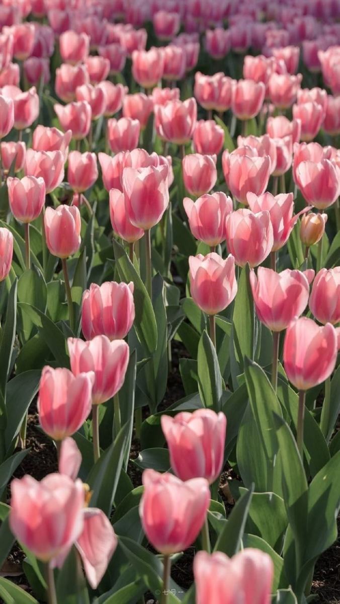 hinh anh hoa tulip hong dep