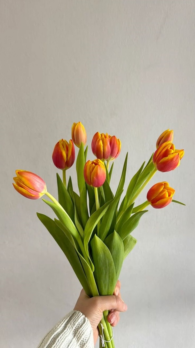 tai anh bo hoa tulip