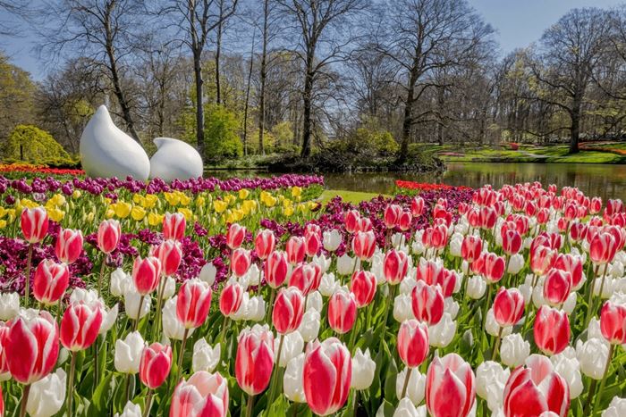 anh vuon hoa tulip