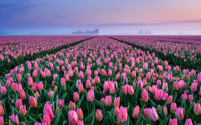 hinh anh canh dong hoa tulip dep nhat
