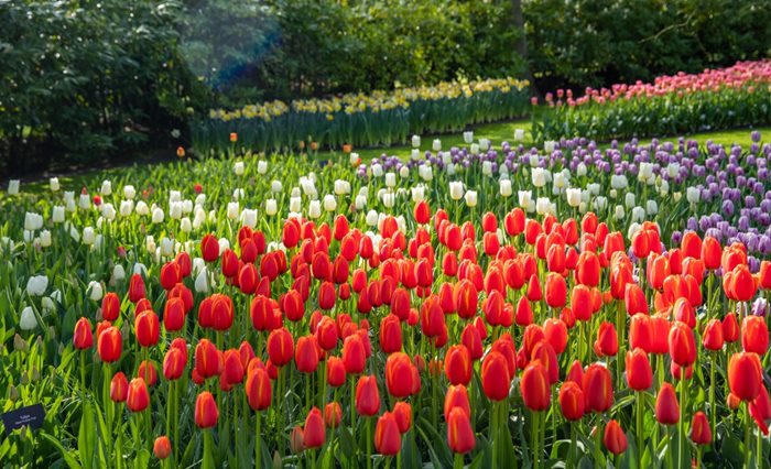 anh nen vuon hoa tulip dep nhat