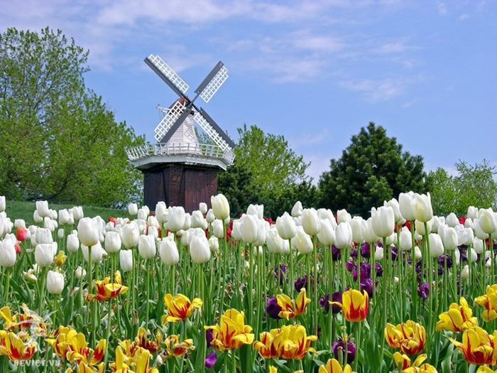 hinh anh canh dong hoa tulip 4k