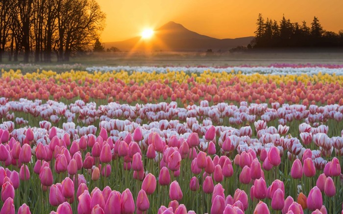 anh nen hoa tulip chill nhe nhang