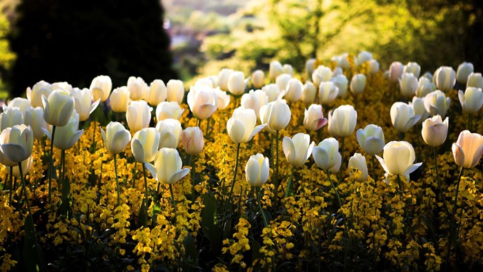 ảnh vườn hoa tulip chill đpẹ nhất