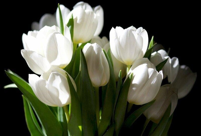 anh nen hoa tulip vintage cho may tinh