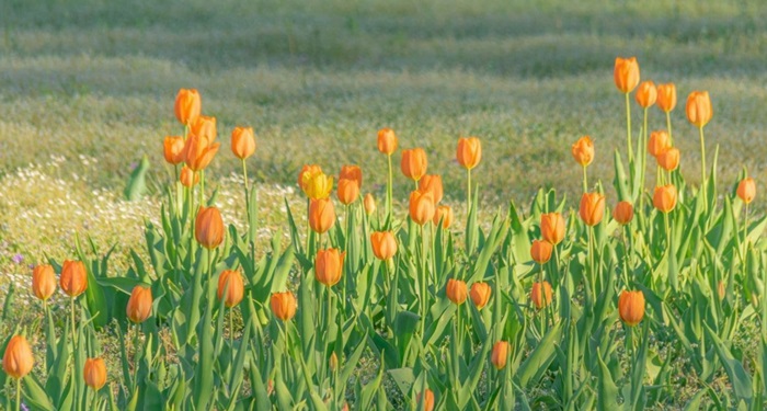 anh nen hoa tulip ve tay dep