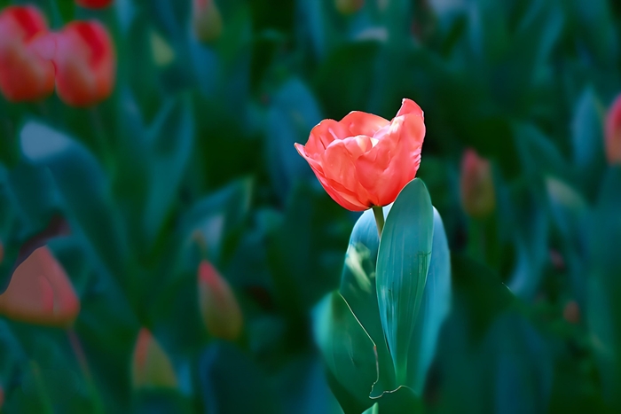 anh nen hoa tulip buon cho may tinh