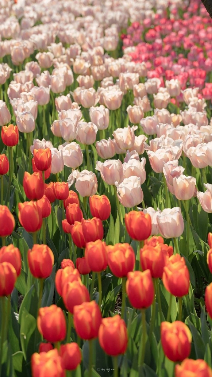 tai anh hoa tulip chat luong cao