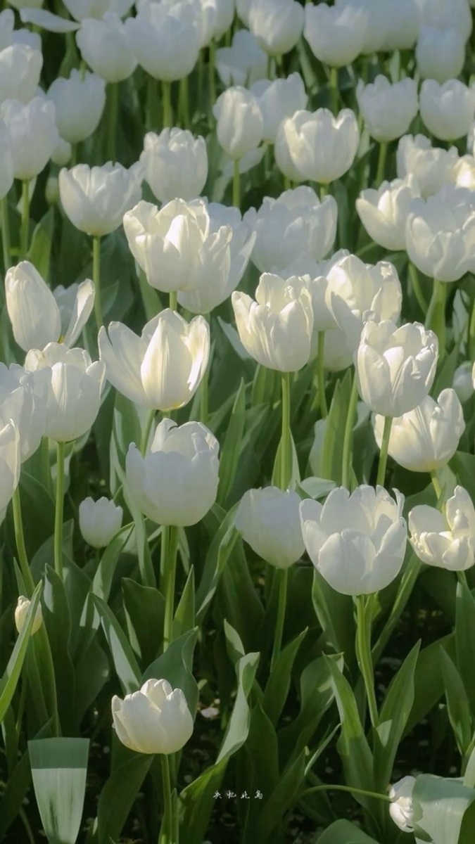 anh hoa tulip trang chill