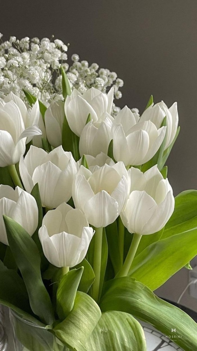 hinh anh hoa tulip trang