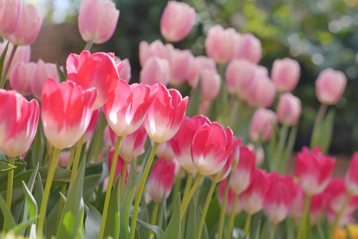 anh hoa tulip dep