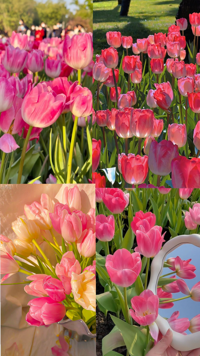 anh nen hoa tulip hong