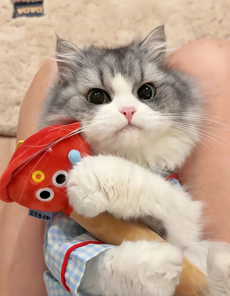 Avatar đôi cute mèo trắng dễ thương
