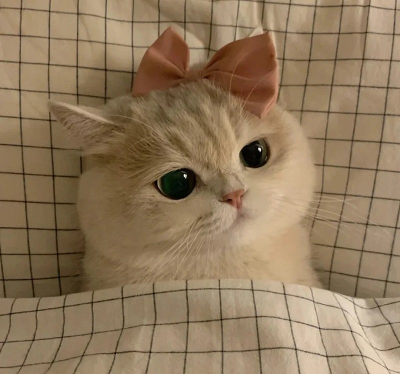 Avatar đôi cute mèo dễ thương phong cách Hàn Quốc