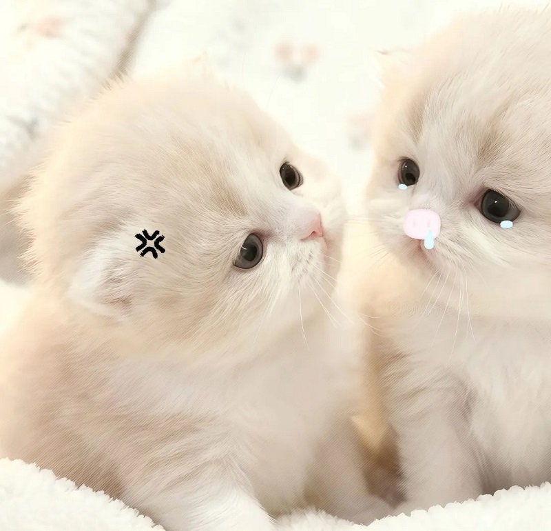Avatar đôi cute mèo với biểu cảm hài hước