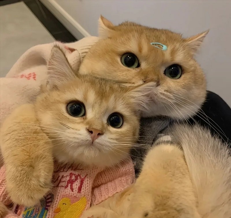Avatar đôi cute mèo anime phong cách cute