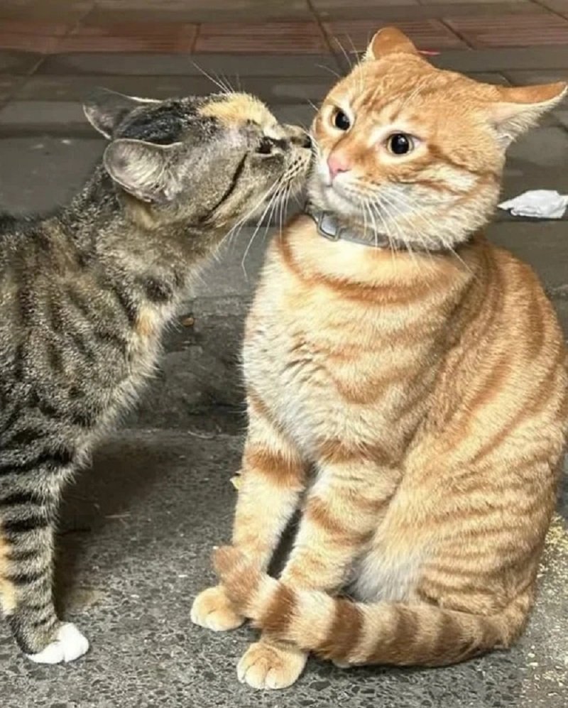 Avatar đôi cute mèo dễ thương cho Zalo