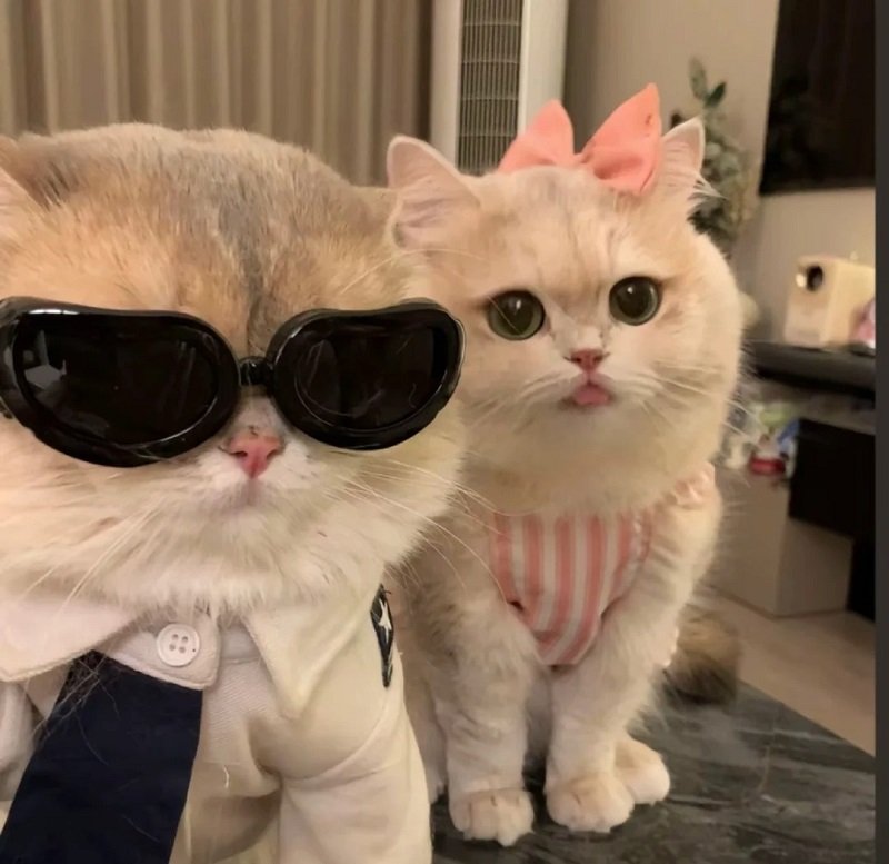 Avatar đôi cute mèo phong cách đáng yêu