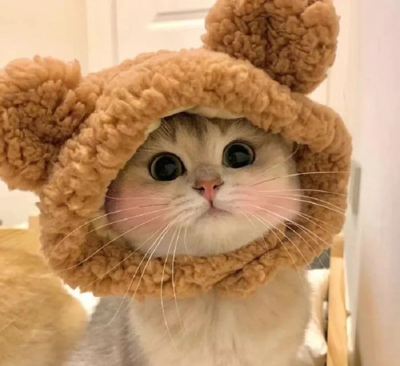 Hình avatar đôi cute mèo được yêu thích nhất