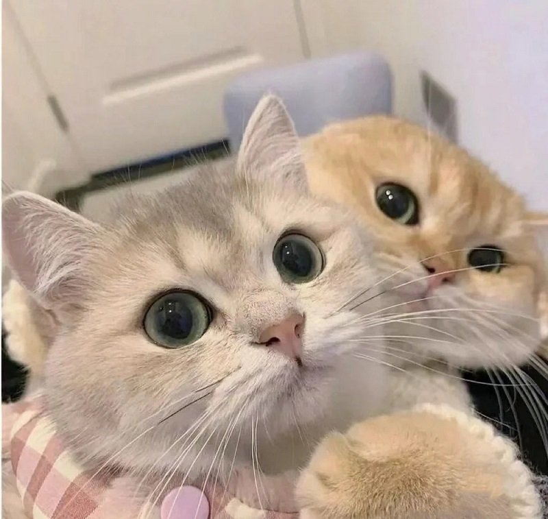 Avatar đôi cute mèo với biểu cảm đáng yêu