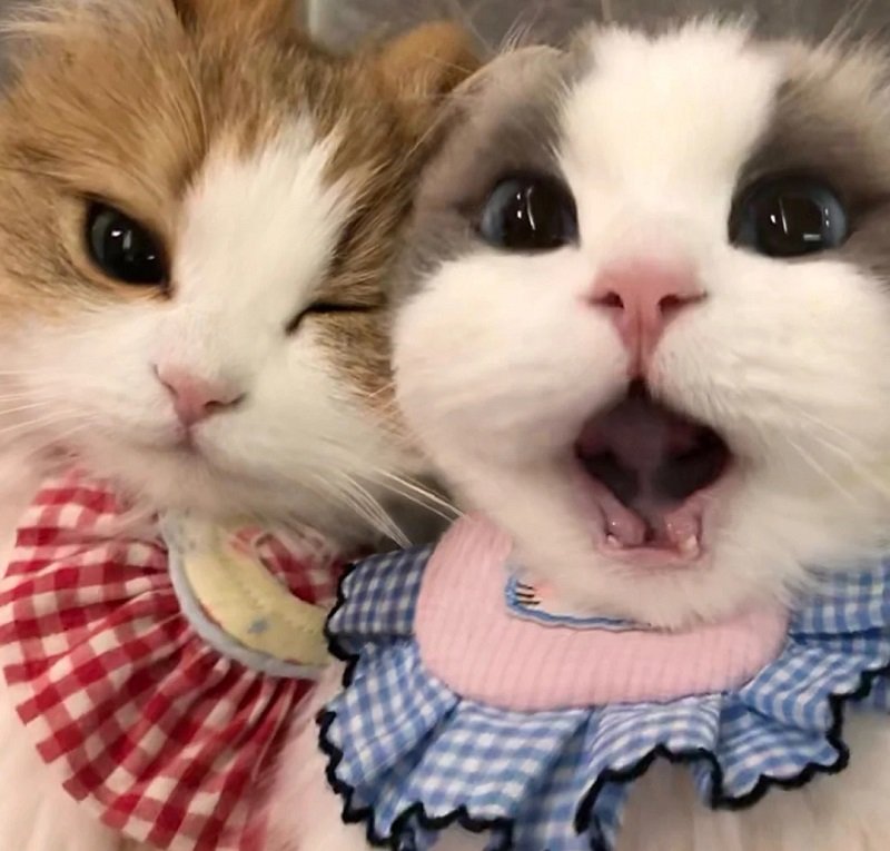 Avatar đôi cute mèo phong cách hoạt hình