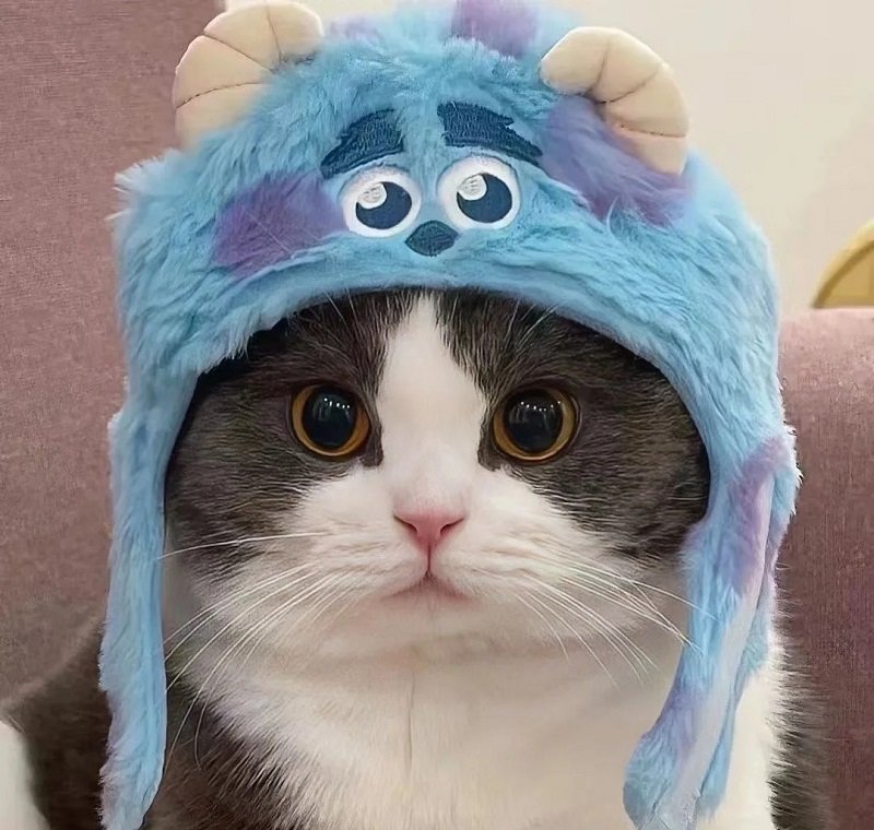 Avatar đôi cute mèo ngầu nhưng vẫn cute