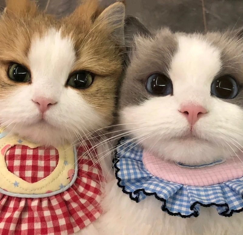Ảnh avatar đôi cute mèo cực dễ thương