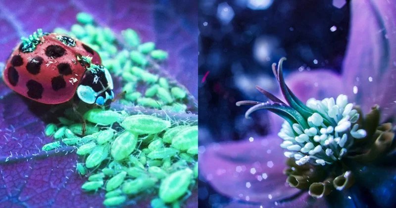 Bộ ảnh dưới ánh đèn huỳnh quang cực lạ và đẹp! | 50mm Vietnam