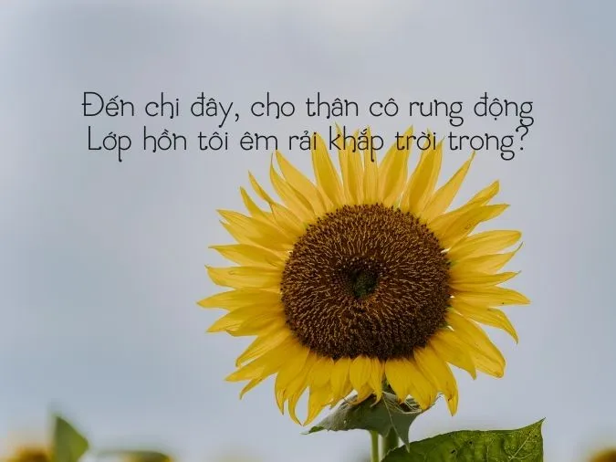 tho-che-lan-vien-voh-14