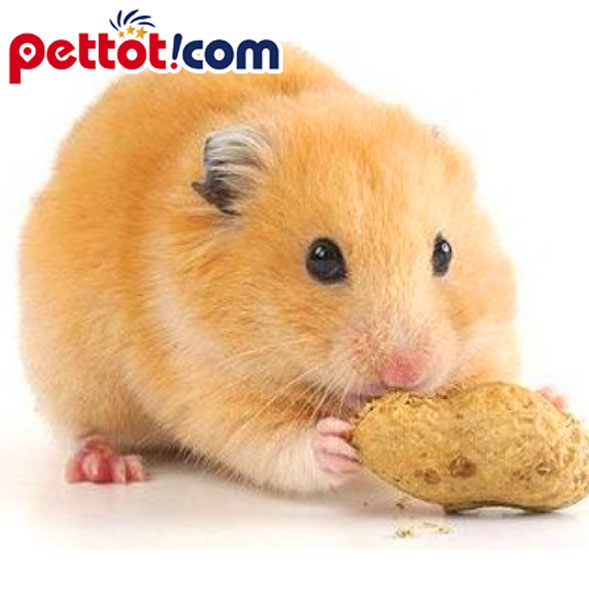 Chuột hamter màu vàng mơ tại pettot