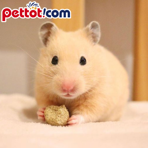 Chuột Hamster màu vàng mơ đẹp