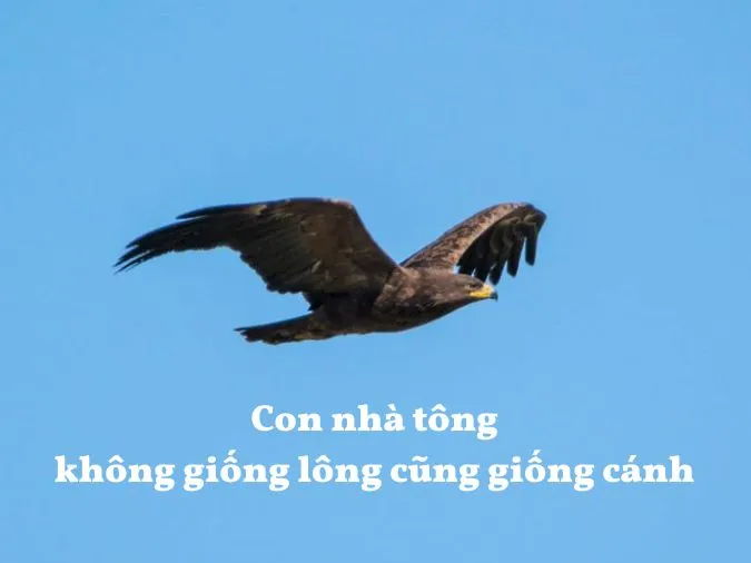 Giải thích câu tục ngữ