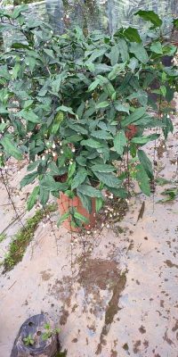 Cây Dạ Ngọc Minh Châu hoa đẹp tphcm