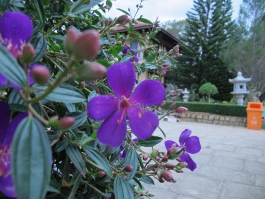 Hoa mua tím - Loài hoa bình dị, sinh trưởng tự nhiên