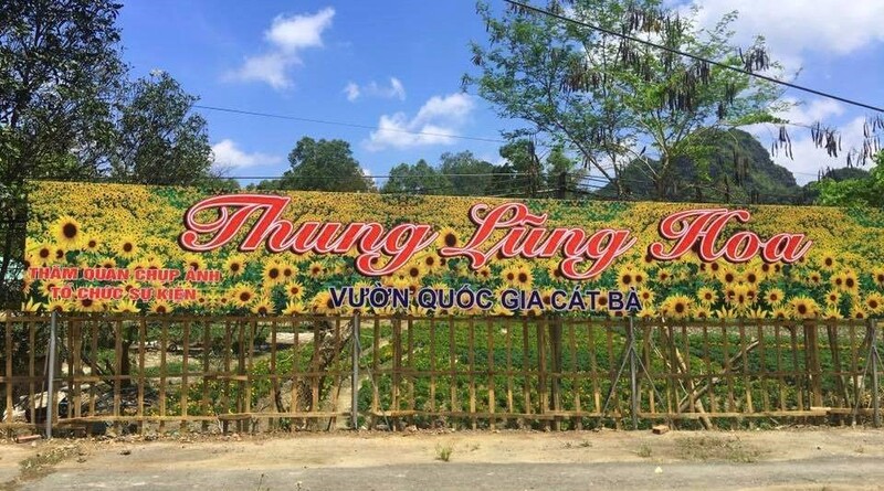 ​Khám phá thung lũng hoa trên đá - Thung lũng hoa Cát Bà 2025