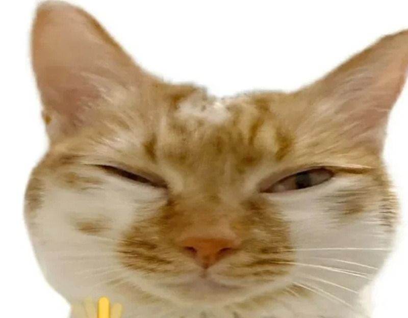 không meme